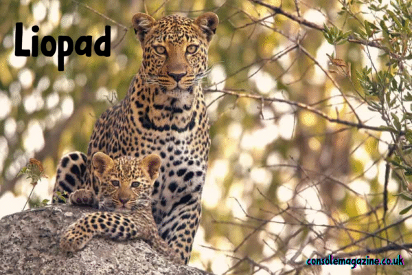 Liopad Explained: From Leopard Origins to the Ultimate Productivity Tool