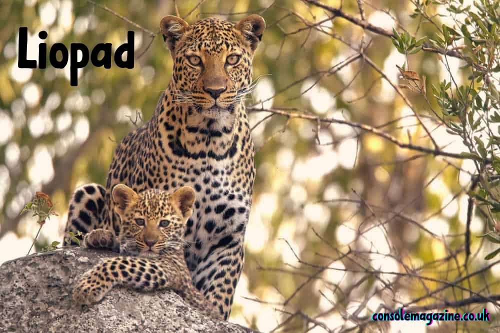 Liopad Explained: From Leopard Origins to the Ultimate Productivity Tool